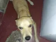 Ted