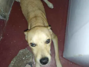 Cachorro raça Vira lata idade 1 ano nome Ted