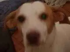 Cachorro ra a Sem raça definida  idade 5 anos nome Zeus