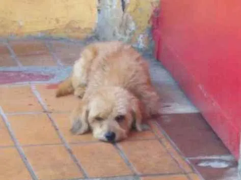 Cachorro ra a Sem raça definida idade 7 a 11 meses nome Filhote