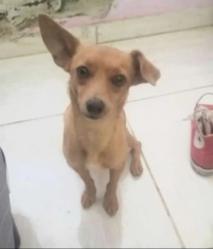 Cachorro ra a  idade 1 ano nome Nina