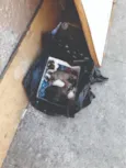 filhotes