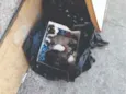 filhotes