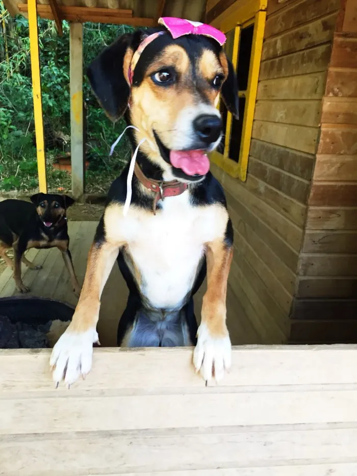 Cachorro ra a SRD  idade 3 anos nome Magalí