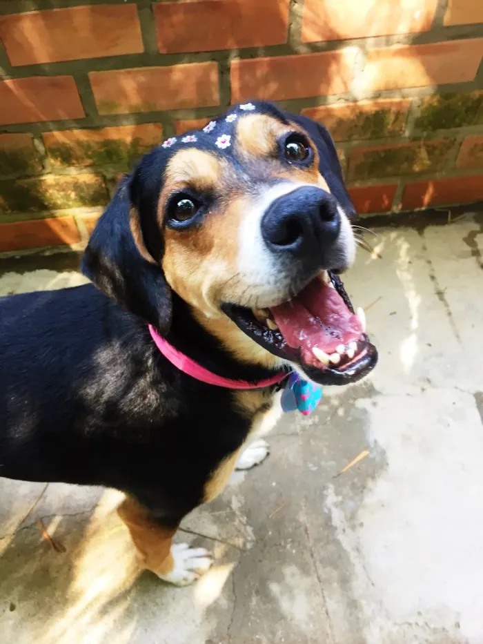 Cachorro ra a SRD  idade 3 anos nome Magalí