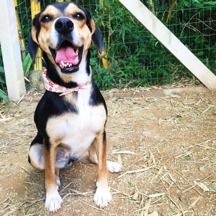 Cachorro ra a SRD  idade 3 anos nome Magalí
