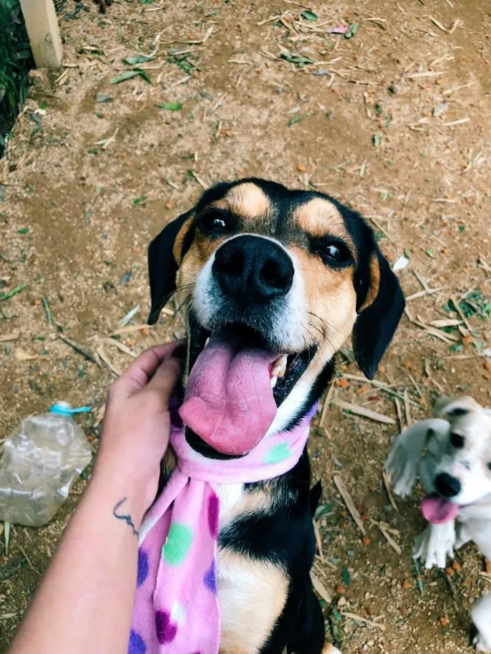 Cachorro ra a SRD  idade 3 anos nome Magalí