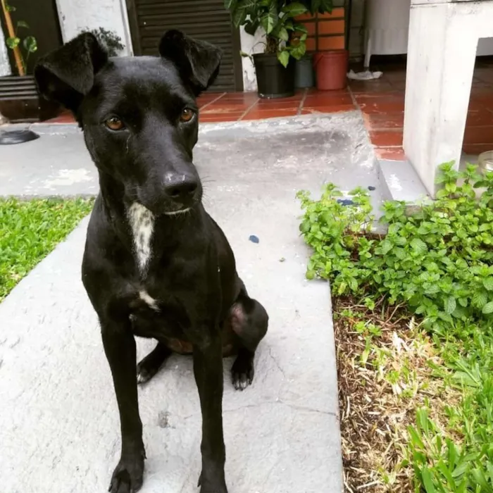 Cachorro ra a Vira lata idade 3 anos nome Raposa