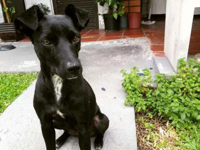 Cachorro ra a Vira lata idade 3 anos nome Raposa