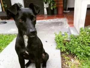 Cachorro raça Vira lata idade 3 anos nome Raposa