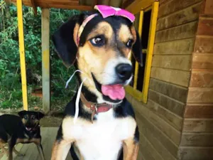 Cachorro raça SRD  idade 3 anos nome Magalí