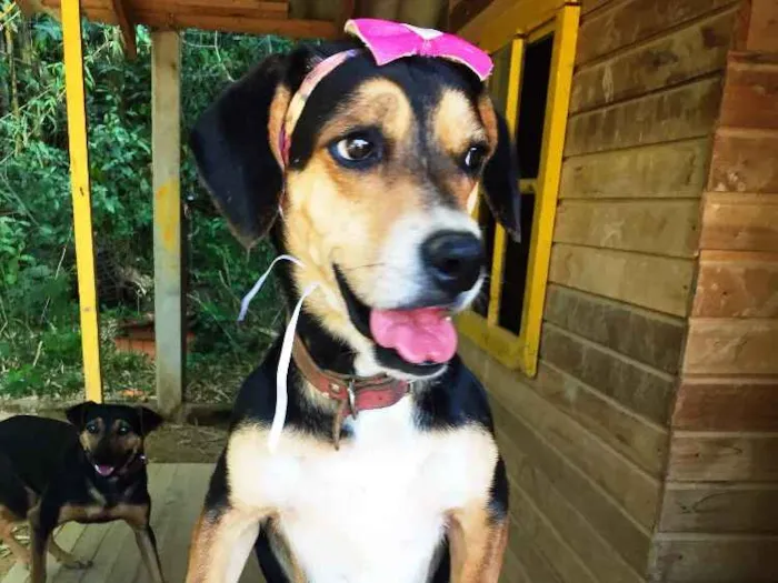 Cachorro ra a SRD  idade 3 anos nome Magalí