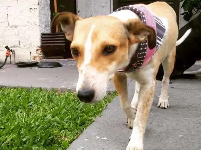 Cachorro ra a Vira lata idade 3 anos nome Pit