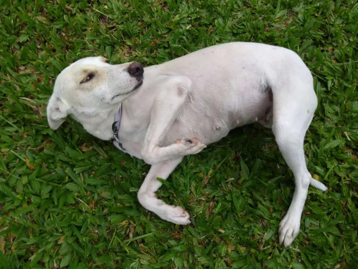 Cachorro ra a Vira lata idade 3 anos nome Pink