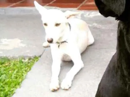 Cachorro ra a Vira lata idade 3 anos nome Pink