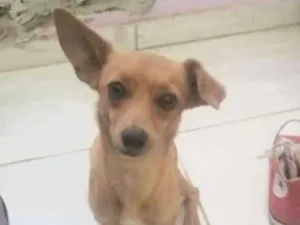 Cachorro raça  idade 1 ano nome Nina