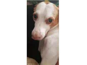 Cachorro raça Sem raça definida  idade 5 anos nome Zeus