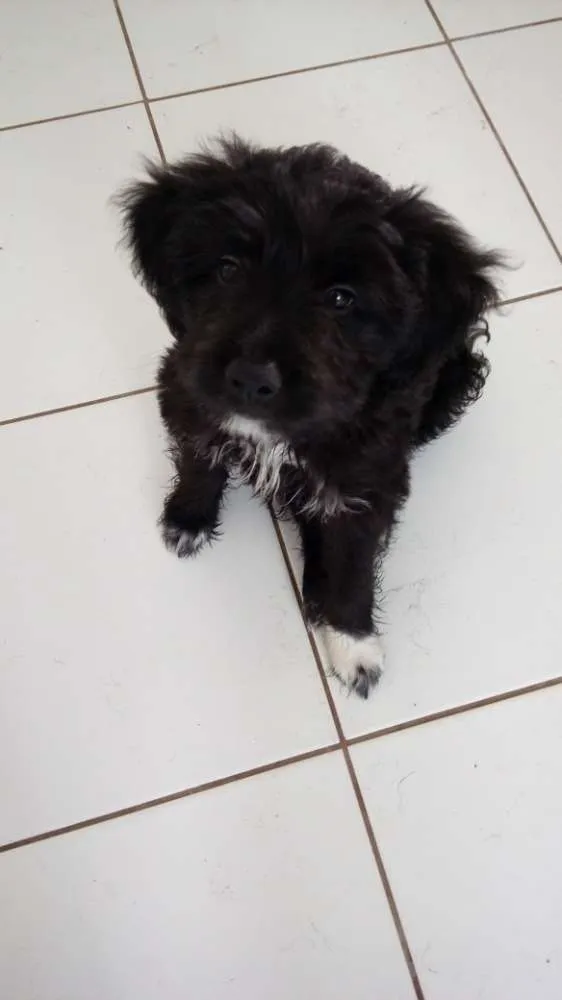 Cachorro ra a Poodle com Cocker idade Abaixo de 2 meses nome Sem nome