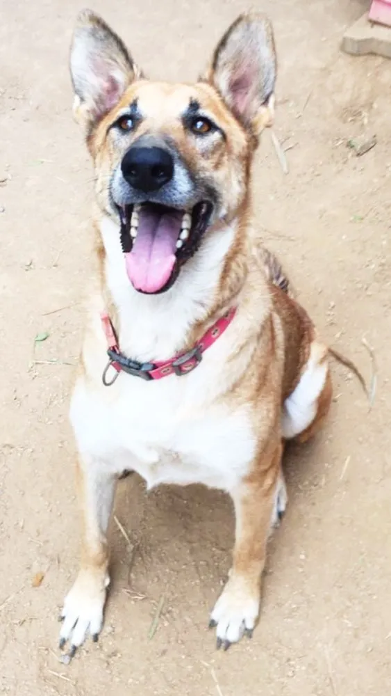 Cachorro ra a SRD idade 6 ou mais anos nome Lua