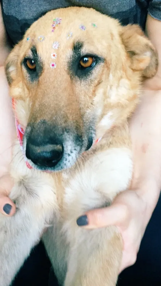 Cachorro ra a SRD idade 6 ou mais anos nome Lua