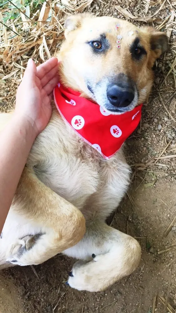 Cachorro ra a SRD idade 6 ou mais anos nome Lua