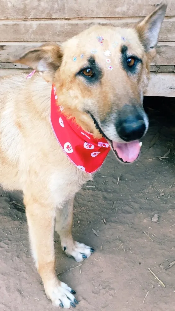 Cachorro ra a SRD idade 6 ou mais anos nome Lua