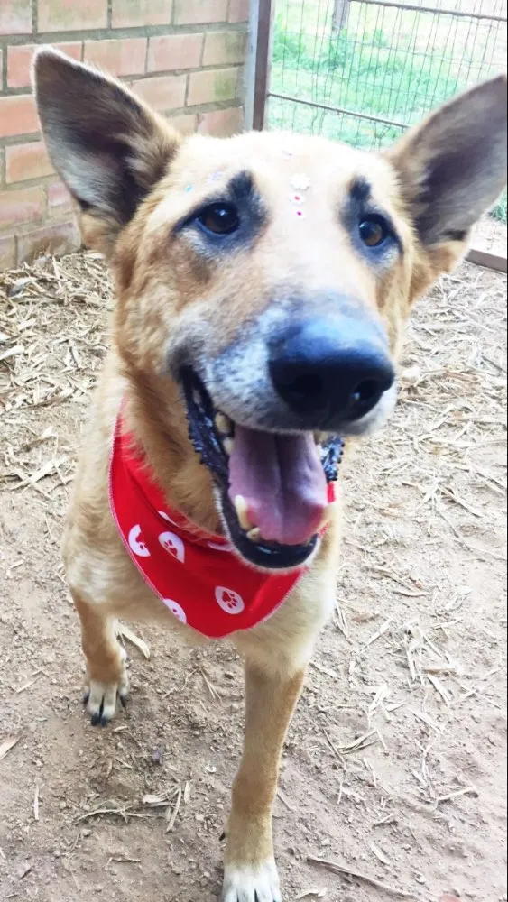 Cachorro ra a SRD idade 6 ou mais anos nome Lua