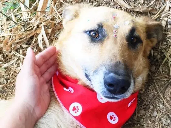 Cachorro ra a SRD idade 6 ou mais anos nome Lua