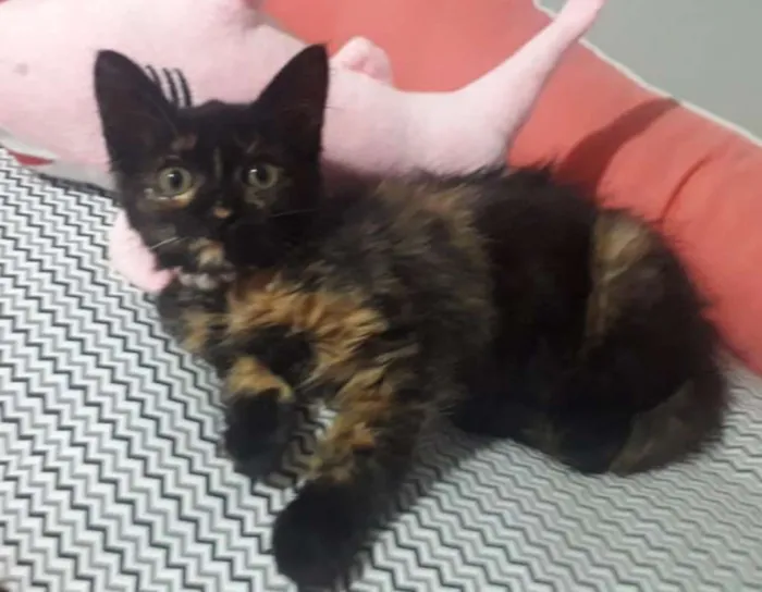 Gato ra a SRD  idade 2 a 6 meses nome AURORA