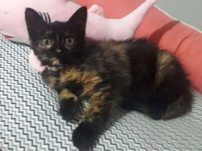 Gato ra a SRD  idade 2 a 6 meses nome AURORA
