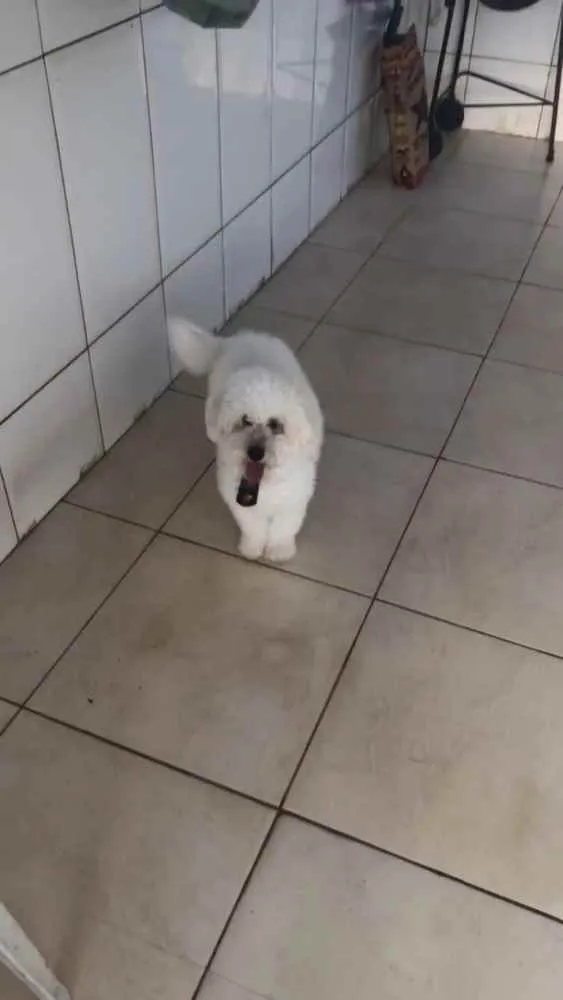 Cachorro ra a Poodle  idade 2 anos nome Thor