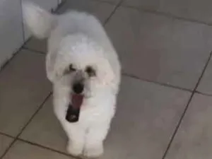 Cachorro raça Poodle  idade 2 anos nome Thor