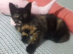 Gato raça SRD  idade 2 a 6 meses nome AURORA