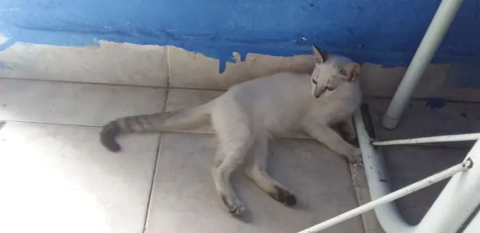 Gato ra a Branca idade 2 a 6 meses nome Branquinha 