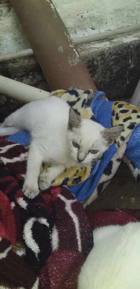 Gato ra a Branca idade 2 a 6 meses nome Branquinha 