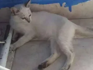 Gato raça Branca idade 2 a 6 meses nome Branquinha 