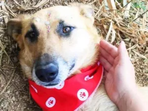 Cachorro raça SRD idade 6 ou mais anos nome Lua