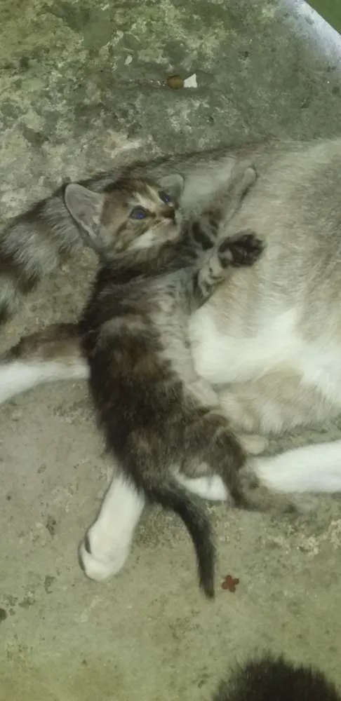 Gato ra a Peludos idade Abaixo de 2 meses nome Sem nome