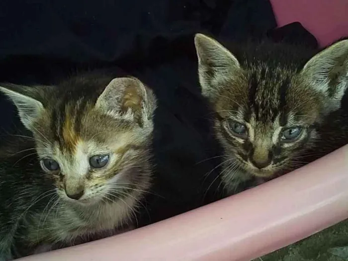 Gato ra a Peludos idade Abaixo de 2 meses nome Sem nome