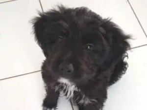 Cachorro raça Poodle com Cocker idade Abaixo de 2 meses nome Sem nome