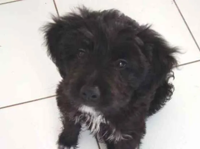 Cachorro ra a Poodle com Cocker idade Abaixo de 2 meses nome Sem nome