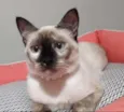MALU