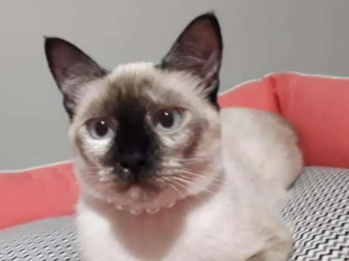 Gato ra a SRD  idade 7 a 11 meses nome MALU