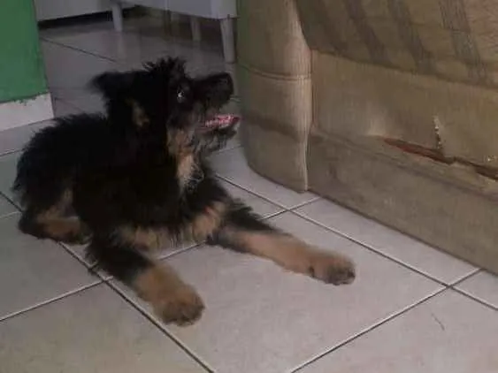 Cachorro ra a Srd idade 2 a 6 meses nome Filhote