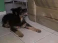 Filhote