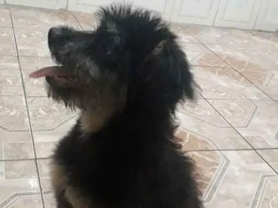 Cachorro ra a Srd idade 2 a 6 meses nome Filhote