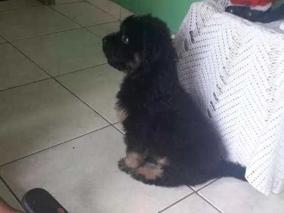 Cachorro ra a Srd idade 2 a 6 meses nome Filhote
