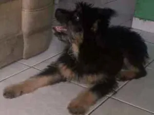 Cachorro raça Srd idade 2 a 6 meses nome Filhote