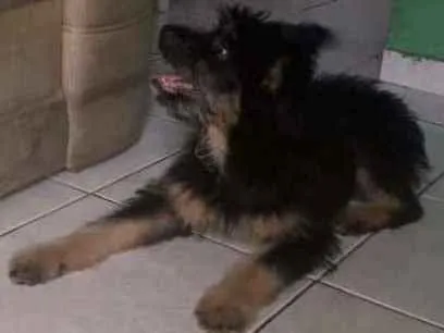 Cachorro ra a Srd idade 2 a 6 meses nome Filhote