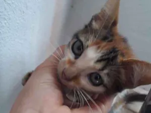 Gato raça Não sei  idade Abaixo de 2 meses nome Aslam